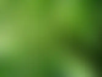 Keeping Your Trees Healthy