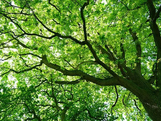 Keeping Your Trees Healthy