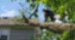 tree removal services.jpg