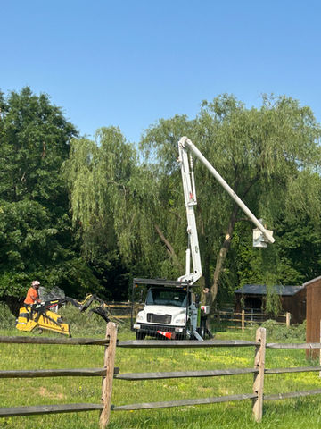 Tree Removal Port Deposit, MD