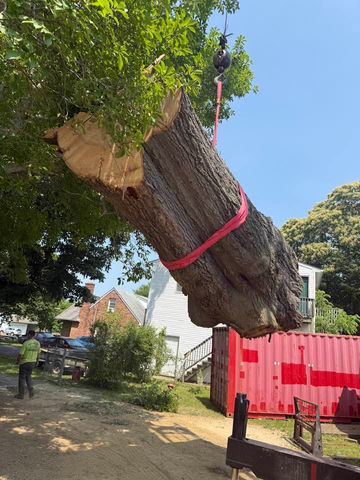 Tree Removal Elkton, MD | Perryville, MD | Colora, MD | Fair Hill, MD | North East, MD | Port Deposit, MD | Cecil County Tree Trimming