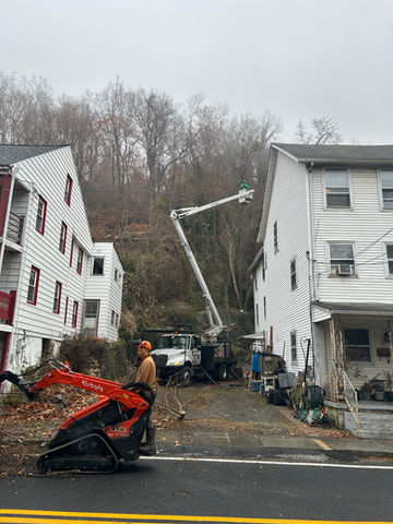 Tree Removal Elkton, MD | Perryville, MD | Colora, MD | Fair Hill, MD | North East, MD | Port Deposit, MD | Cecil County Tree Trimming