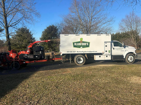 Professional Tree Services in Cecil County, MD and Southern Chester County, PA