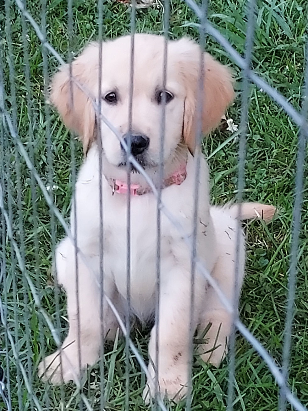 Thumbnail: AKC GOLDEN Retriever Puppies