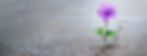 shutterstock_776381272_edited_edited.jpg