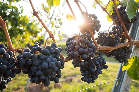 photo grape de raisin