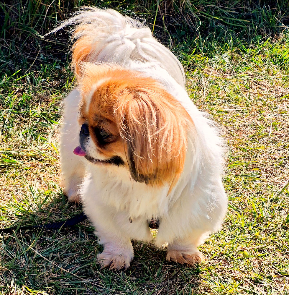 Daisy