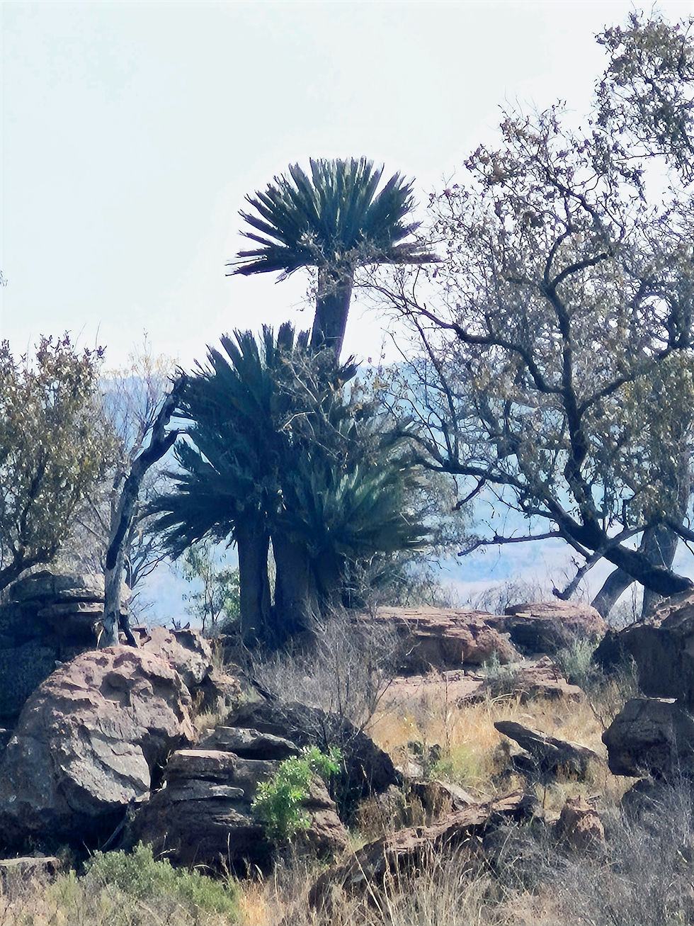 1800 year old Cycad