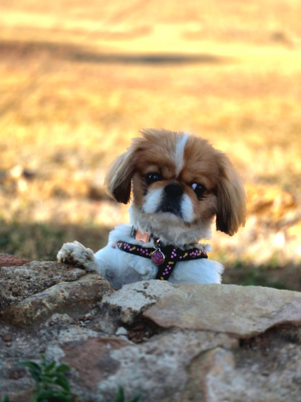 Daisy