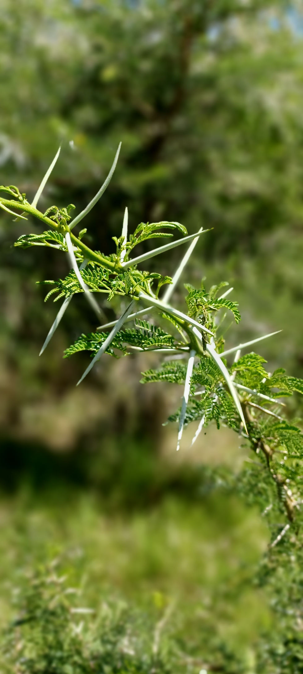 ree