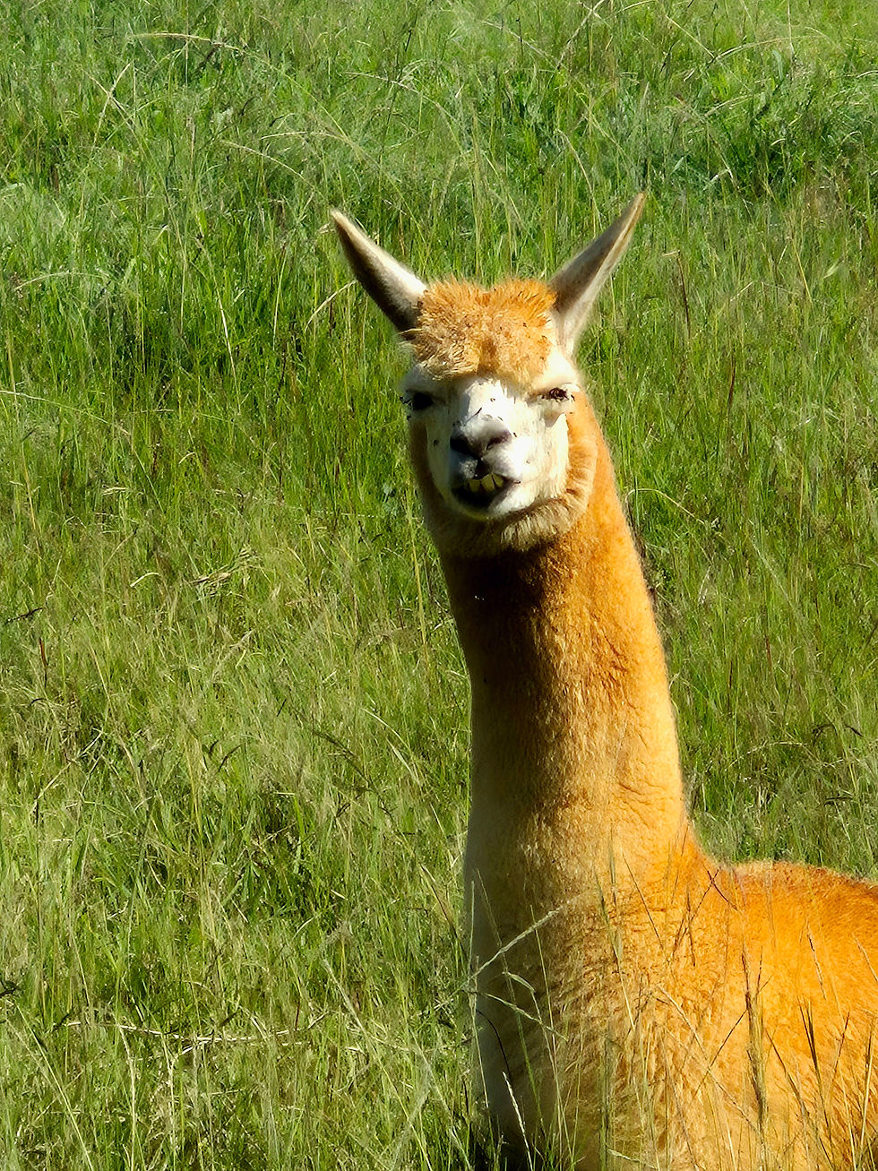 ree