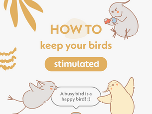 How to Keep Your Bird Stimulated 
