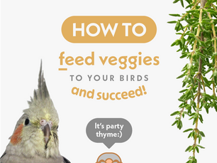 How to feed veggies to your bird and succeed