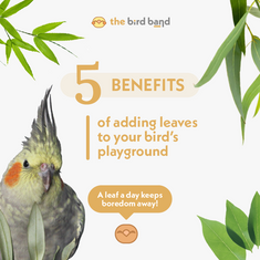 5 Benefits of adding leaves to your bird’s playground 🍃