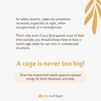 Explanation that a cage is never too big