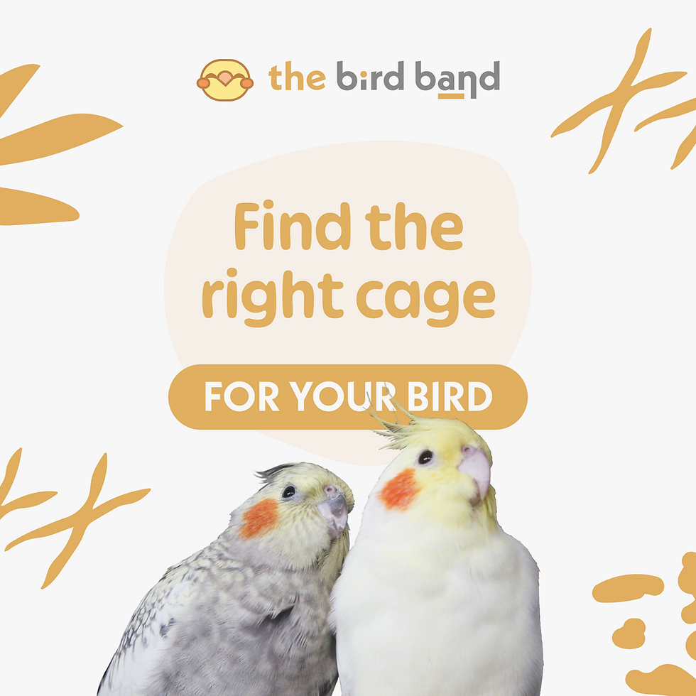 find the right cage for your bird infography cover