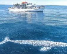 whale watching .jpeg
