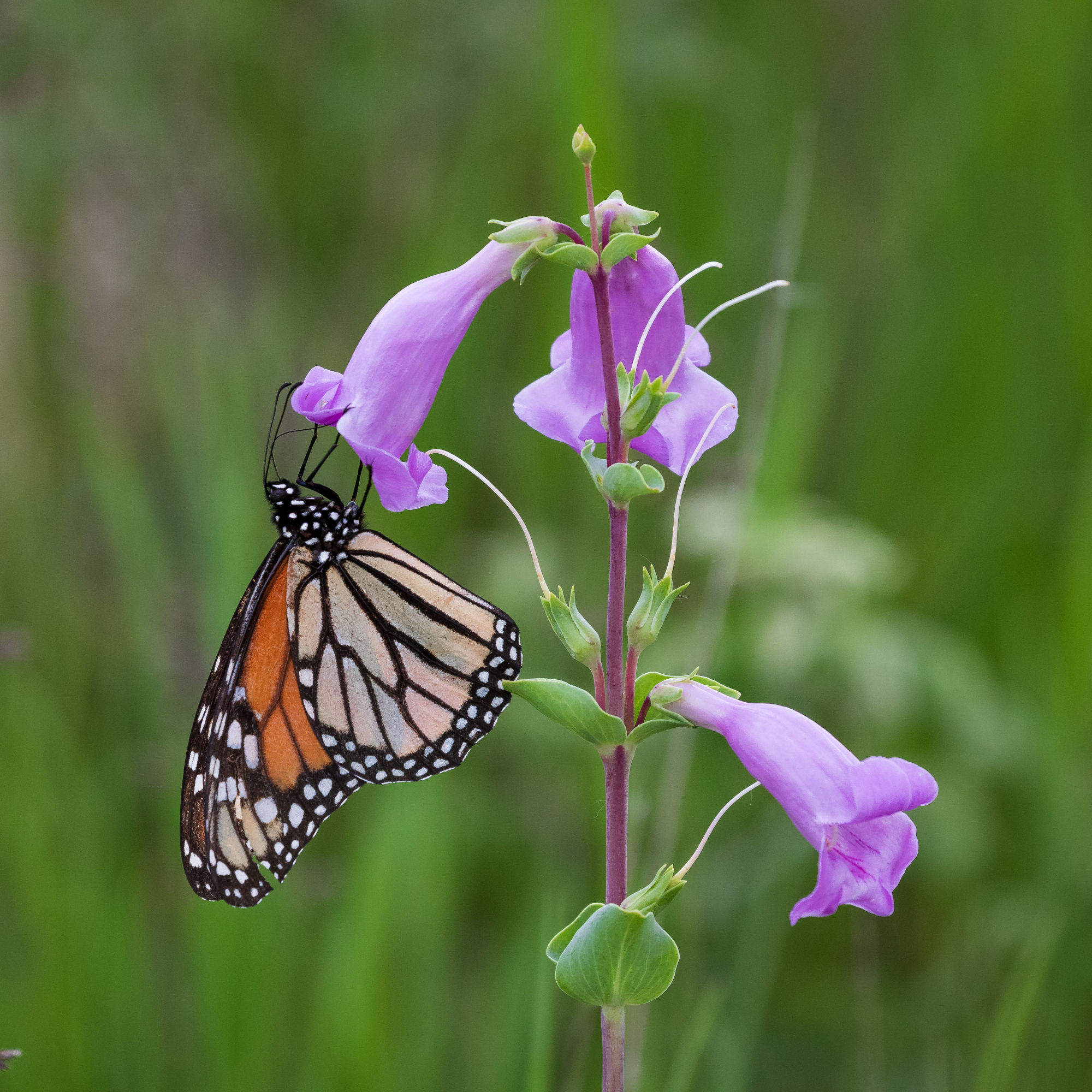 Large Flowered Beardtongue (Penstemon grandiflorus)
