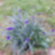 Spiderwort (Tradescantia ohiensis)