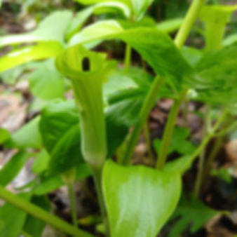Jack-in-the-pulpit (Arisaema triphyllum)