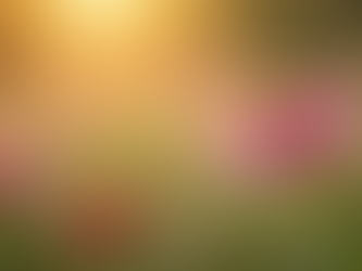 Discover Biodiversity Through Wildflower Gardening