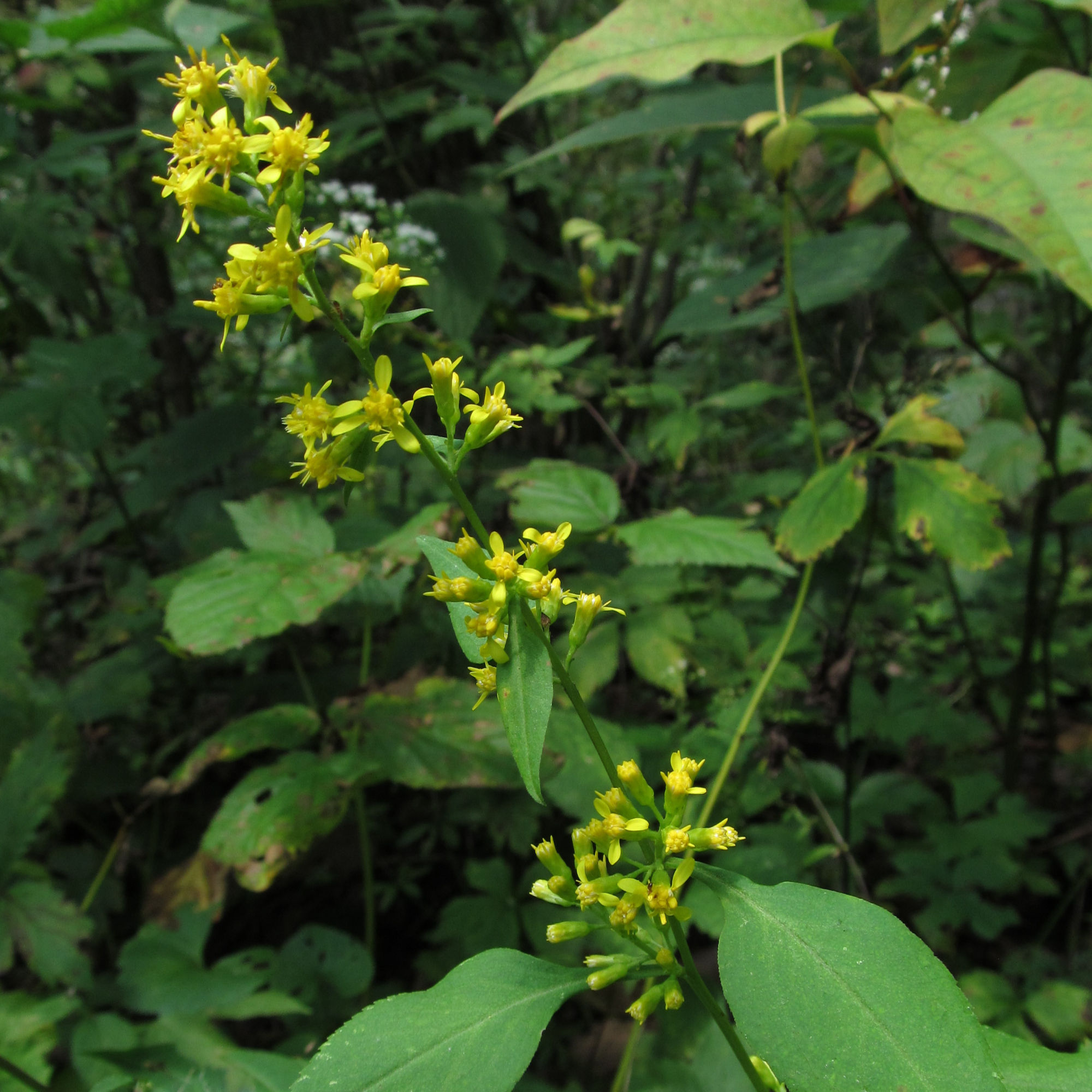 Zig-zag goldenrod (Solidago flexicaulis)