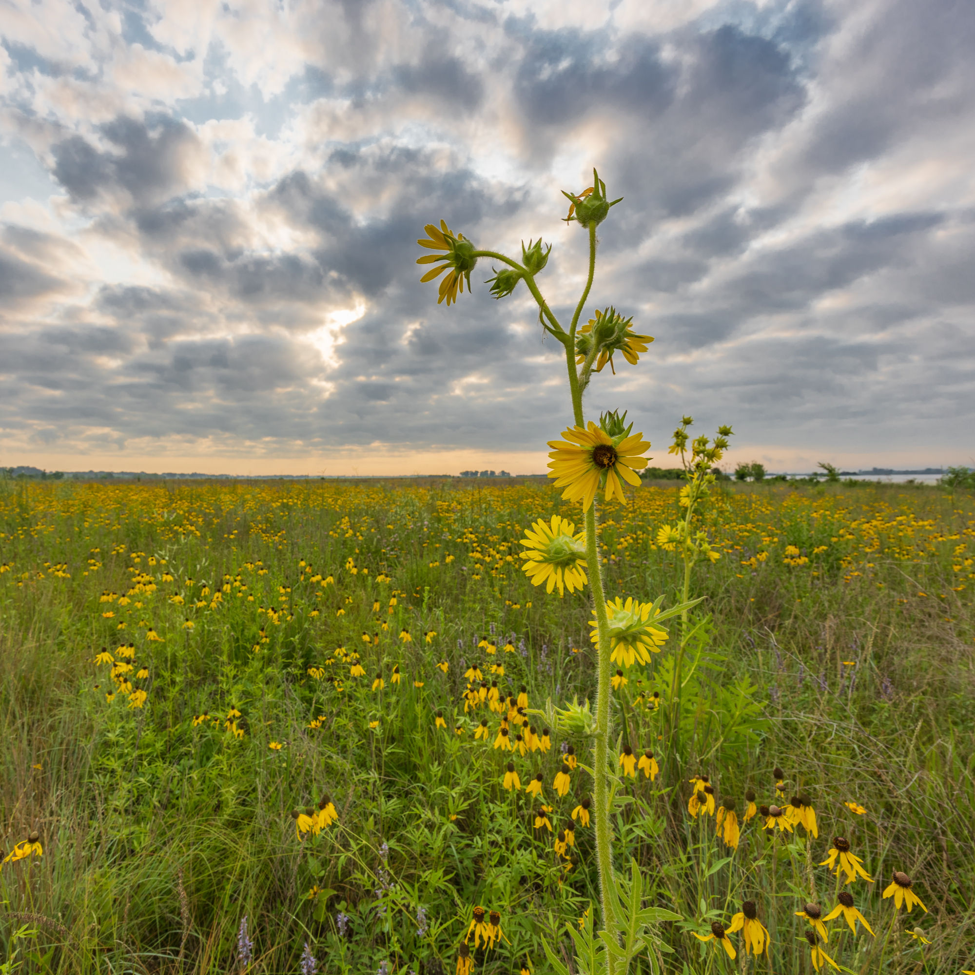 Compass Plant (Silphium laciniatum)