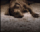 BELGIAN LINEN CARPETS