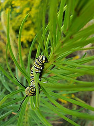 Monarch caterpillar on whorled milkweed.jpg