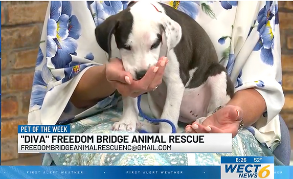 WECT Pet of the Week