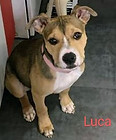 Luca