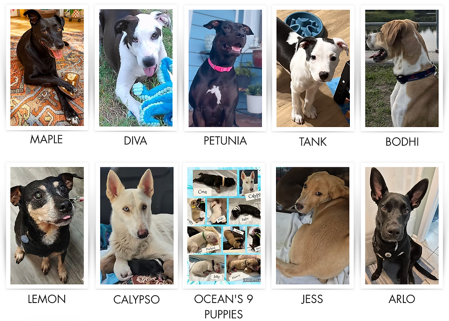 Available Pups