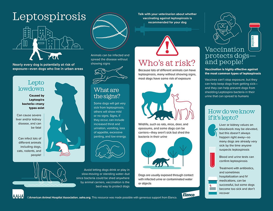 Leptospirosis Info