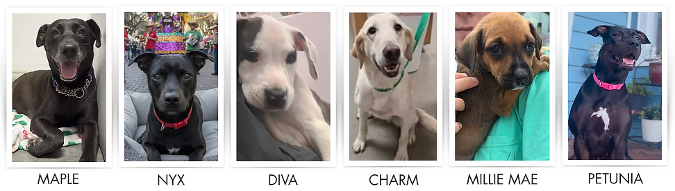 Available Pups