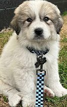 Dominic aka Charlie