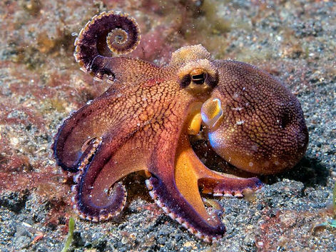 Veined-octopus.jpg