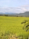 IMG_1246.jpeg