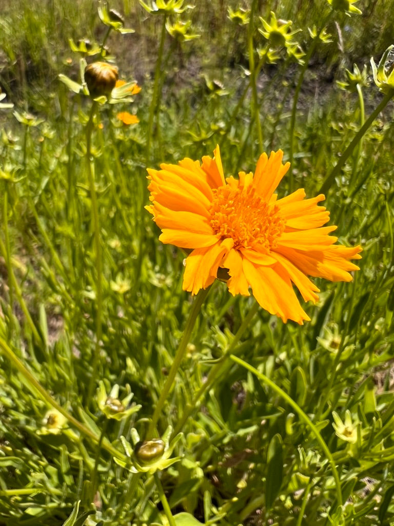 Container Gardening with Native Plants