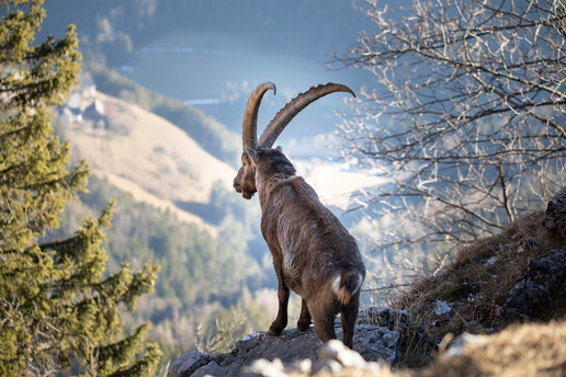 Steinbock (Eva Maria Ginal).jpeg