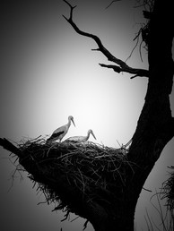 Storchennest (Eva Maria Ginal).jpeg