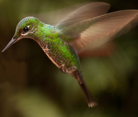 Costa Rica (Simone Pfeil-Eder) (4).jpg