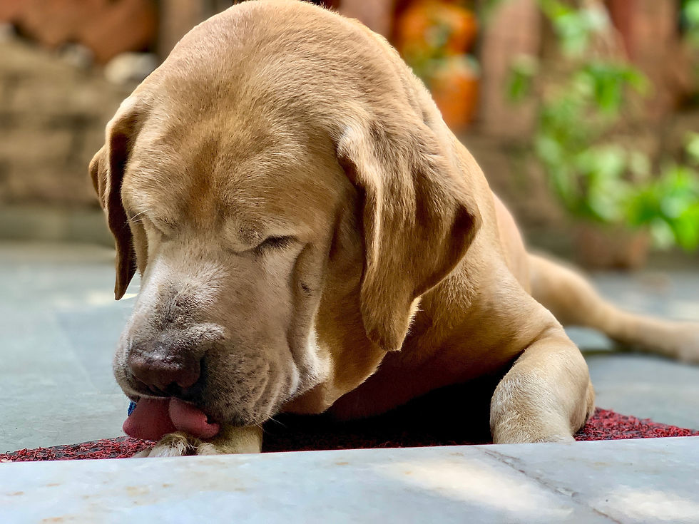 Licking