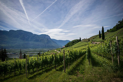 Image of a beautiful vineyard; representative of a thriving, Christ-centered church.