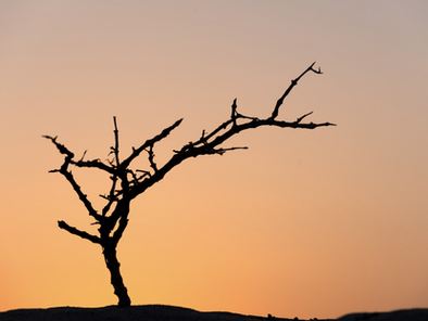 Auge y caída de LTCM