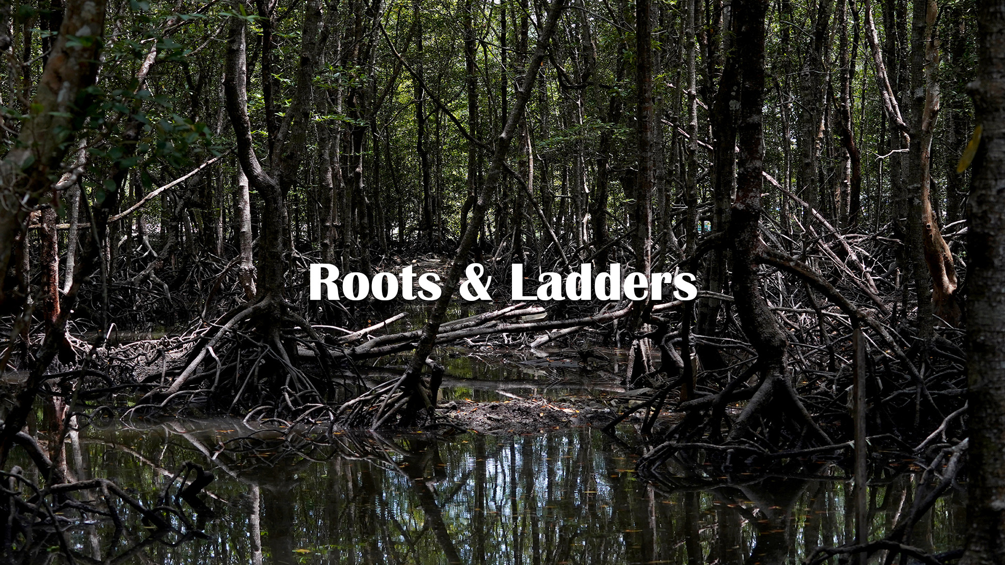 LAX Art | Roots & Ladders