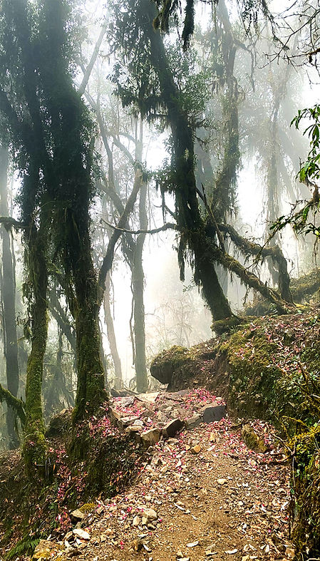 In The Depths of the Forest (Sidding, NEPAL - March, 2023) © Deniz Sak _ sml.jpg