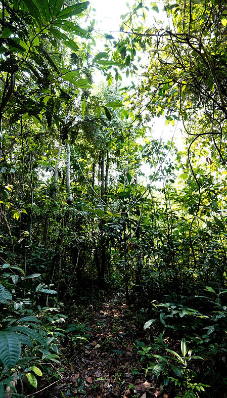 In the Depths of the Jungle III (Iquitos, PERU - September, 2024) © Deniz Sak.jpg