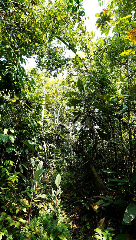 In the Depths of the Jungle II (Iquitos, PERU - September, 2024) © Deniz Sak.jpg