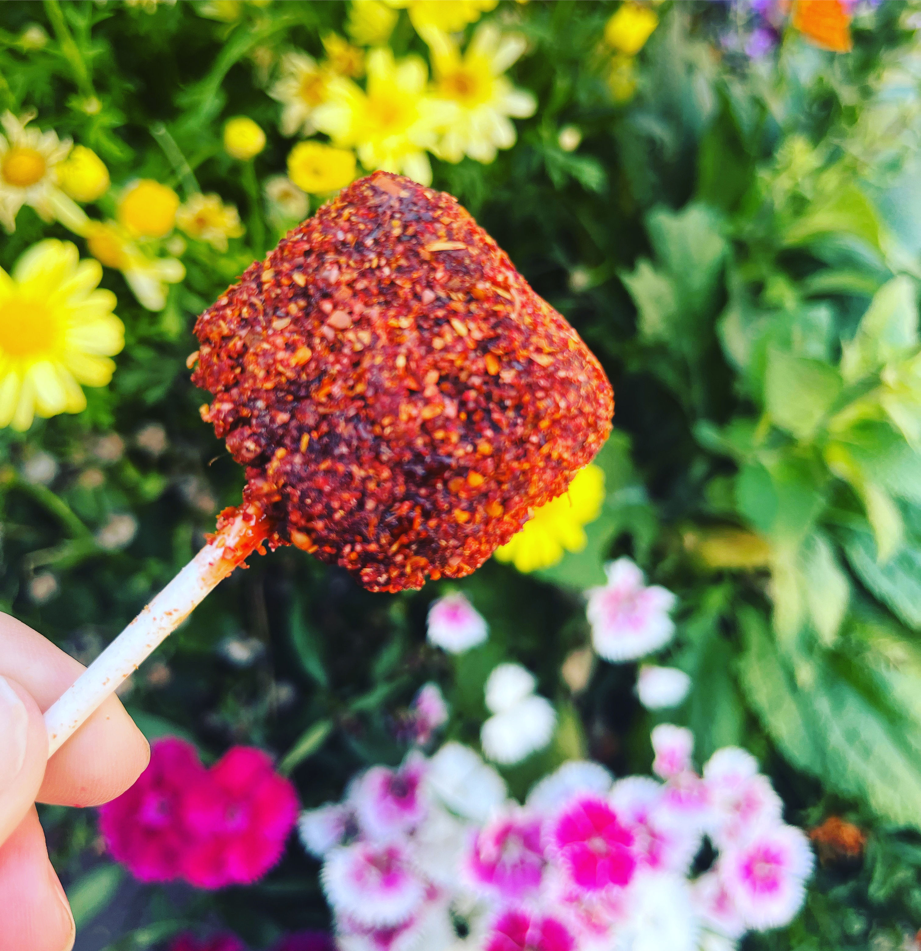 Boysenberry Watermelon Paletas