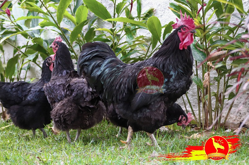 Gigante Negra De Jersey Ovos Ferteis Tangua Rj Criatorio Neves